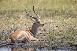 Marsh antelope (Kobus leche)