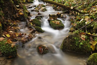 Wildbach stream in autumn