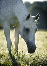 Grey Thuringian Warmblood mare