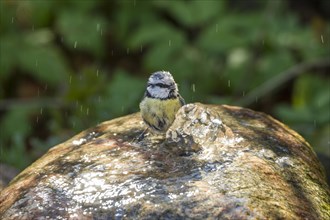 Blue Tit (Cyanistes caeruleus syn Parus caeruleus)