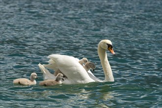 Mute Swan (Cygnus olor) with young
