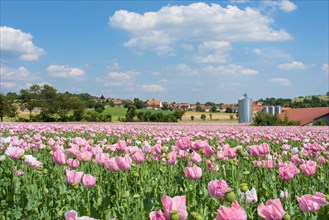 Poppy field