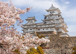 Blossoming cherry trees