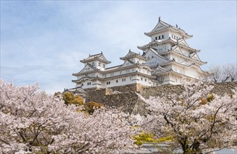 Blossoming cherry trees