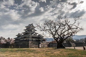 Dead tree in front of Old Japanese Castle