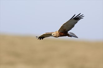 Western marsh-harrier (Circus aeruginosus)