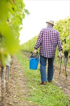Winemaker or vintner harvesting grapes in his vineyard
