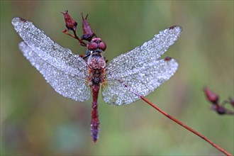 Meadowhawk dragonfly (Sympetrum sp.) covered with dew drops