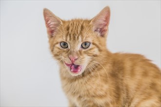 Young ginger tabby domestic cat