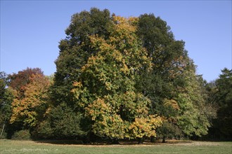 Autumn in the recreation area at Decksteiner Weiher lake