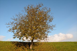 Cherry tree (Prunus sp.) on a dyke in autumn