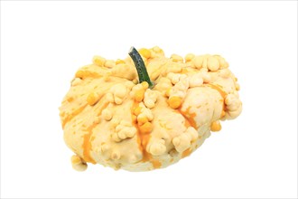 Warty ornamental gourd