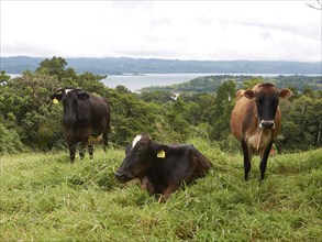 Cattle in a field near Lake Arenal