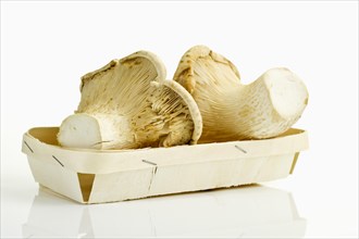 White Elf or Abalone Mushrooms from China in a wooden tray