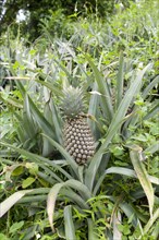 Pineapple (Ananas comosus) growing in a field