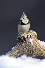 European Crested Tit (Lophophanes cristatus) perched on its song post
