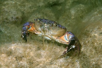 Warty Crab or Yellow Crab (Eriphia verrucosa)