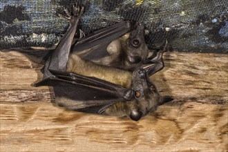 Madagascar Flying Foxes (Pteropus rufus) hanging in a barn