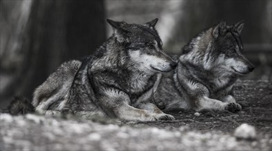 Two lying Gray Wolves (Canis lupus)