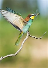Bee-eater (Merops apiaster) with captured dragonfly lands on branch