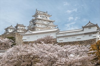 Blossoming cherry trees