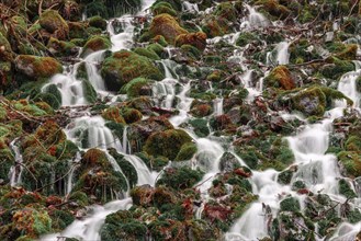 Water flows over mossed stones