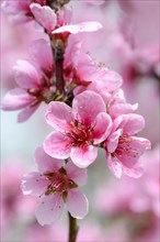 Peach blossoms (Prunus persica)