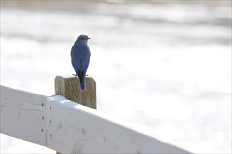 Mountain Bluebird (Sialia currucoides)