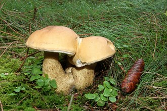 Non-edible False Bolete Mushroom (Tylopilus felleus)