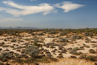 Karoo vegetation on the quartz fields of the Knersvlakte plateau near Vanrhynsdorp