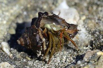 Common Marine Hermit Crab (Pagurus bernhardus) coming out of shell