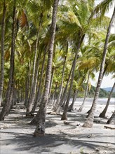 Grove of palm trees on the beach