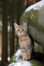 Wildcat (Felis silvestris)