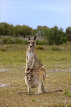 Eastern Grey Kangaroo (Macropus giganteus) female with joey looking out of pouch