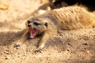 Meerkat (Suricata suricatta) lying in the sand