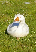 White House Goose (Anser anser domesticus) sitting in a meadow
