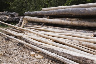 Stack of Eastern white pine tree logs