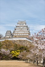 Blossoming cherry trees