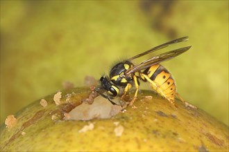 German wasp (Vespula germanica) eating on a pear