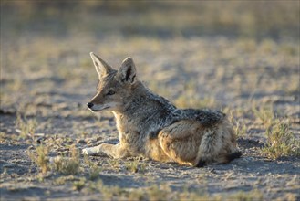 Black-backed Jackal (Canis mesomelas) rests in the morning sun