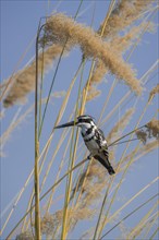 Pied kingfisher (Ceryle rudis) sits in reed