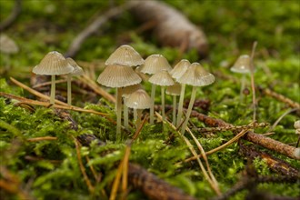 Mycena epipterigya mushrooms (Mycena epipterygia var. epipterygia)