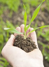 Hand holding a corn seedling