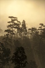 Misty jungle at sunrise