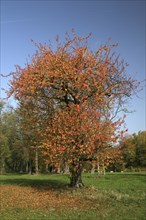 Autumn in the recreation area at Decksteiner Weiher lake