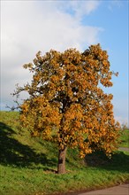 Pear tree (Pyrus) on Luehedeich dyke