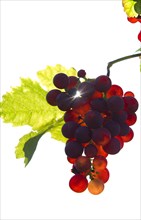 Red Gutedel grapes with backlighting