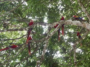 Scarlet Macaws (Ara macao)