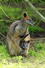 Swamp wallaby (Wallabia bicolor)