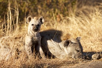 Young Spotted Hyena (Crocuta crocuta) beside sleeping mother